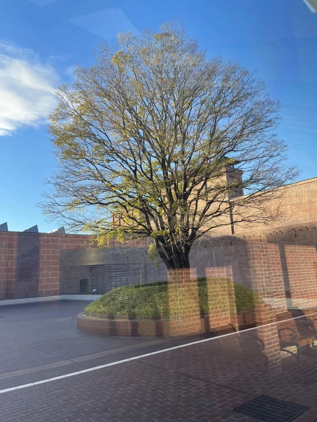 丰田技术馆内茂盛的树 丰田技术馆内茂盛的树